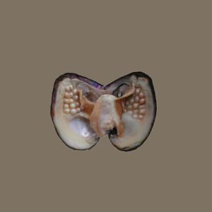 Goddess Whispering Shells: Colorful Surprise Pearl Oyster