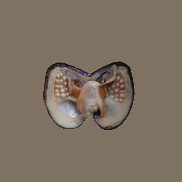 Goddess Whispering Shells: Colorful Surprise Pearl Oyster