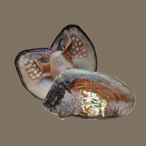 Goddess Whispering Shells: Colorful Surprise Pearl Oyster - Image 5